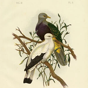 Doves Collection: Wompoo Fruit Dove