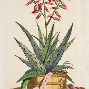 Aloe Vera Costa Spinosa, from Phytographia Curiosa, published 1702 (coloured engraving)