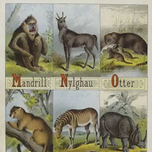 Alphabet of Beasts (colour litho)