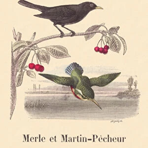 ALPHABET ILLUSTRATES BIRDS blackbird and kingfisher, 1912 (illustration)