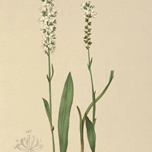 Alpine Bistort (Bistorta vivipara, Polygonum viviparum, Persicaria vivipara