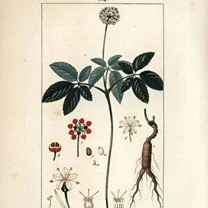 American ginseng ou a cinq leaflets - Ginseng, Panax quinquefolium, with flower, leaf, seed and root. Handcoloured stipple copperplate engraving by Lambert Junior from a drawing by Pierre Jean-Francois Turpin from Chaumeton