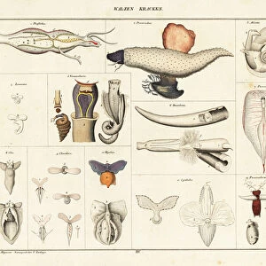 Anatomy of sea snails, sea angels, sea butterflies. 1841 (lithograph)
