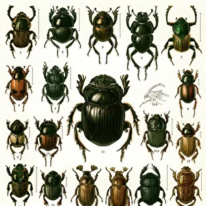 Antique Print of Varieties of European Beetles, c. 1910 (chromolithograph)