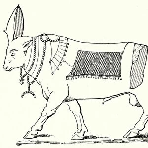 Apis, sacred bull of Ancient Egypt (engraving)