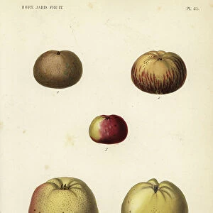 Apple varieties, Malus pumila
