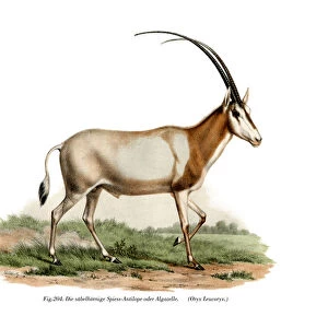Arabian Oryx, 1860 (colour litho)