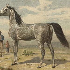 Arabisches Pferd (chromolitho)