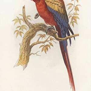Arara Macao, Scarlet Macaw (colour litho)
