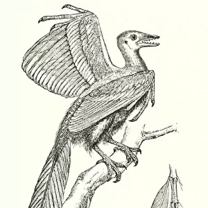 The archaeopteryx (litho)