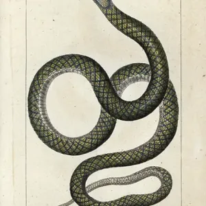 Amethystine Python Print, 1816-1830 Amethystine Python Print, 1816-1830