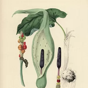 Arum stain or Gouet stain - Cuckoopint, Arum maculatum. Handcoloured zincograph by C. Chabot drawn by Miss M. A. Burnett from her " Plantae Utiliores: or Illustrations of Useful Plants, " Whittaker, London, 1842
