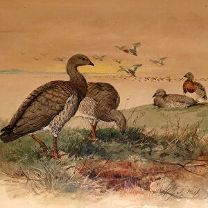Geese Mounted Print Collection: Ashy Headed Goose