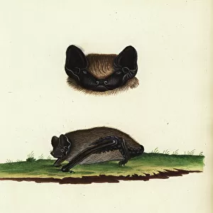Vespertilionidae Glass Frame Collection: Particoloured Bat