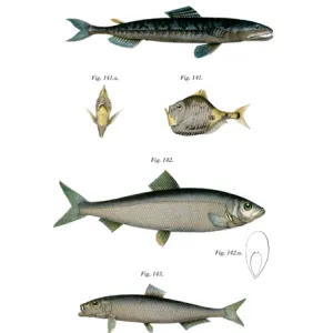 S Collection: Saury