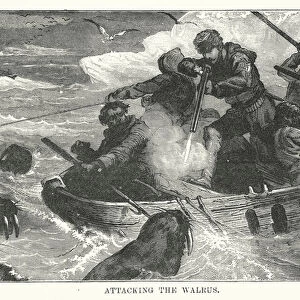 Attacking the walrus (engraving)