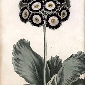 Auricle or bear ear. Coloured copper engraving, illustration by Sydenham Edwards (1768-1819) for Conferences of Botanical, Botanical Garden of Lambeth (England), 1805, by William Curtis (1746-1799). Auricula, Primula auricula