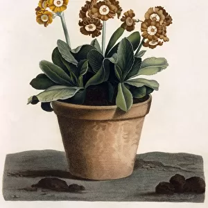 Auricula in a Pot, c. 1840s (hand coloured engraving)