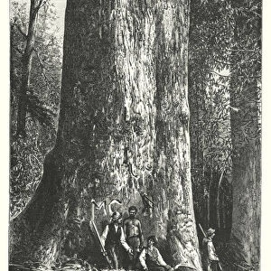 Australia: The Giant Gum-tree (engraving)