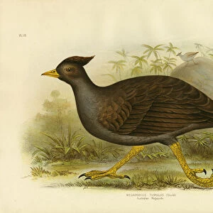 Megapodes Related Images