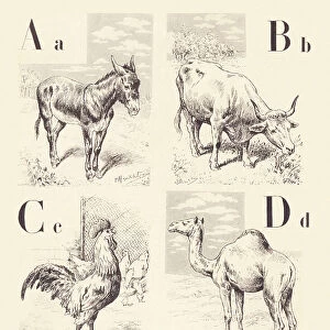 A B C D: Ane Boeuf Coq Dromedaire, 1901 (illustration)
