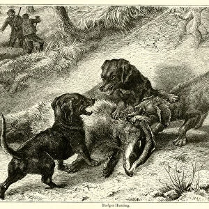 Badger Hunting (engraving)