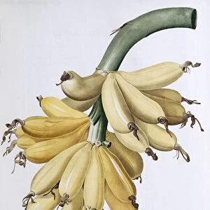 Banana, 1816