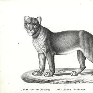Barbary lion, female, Panthera leo barbaricus (Felis leoena barbarica) extinct. Lithograph by Karl Joseph Brodtmann from Heinrich Rudolf Schinz's Illustrated Natural History of Men and Animals, 1836