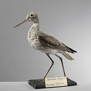 Sandpipers Collection: Common Greenshank