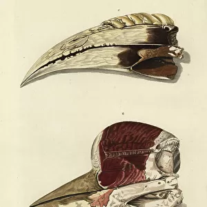 Typical Hornbills Collection: Rhinoceros Hornbill