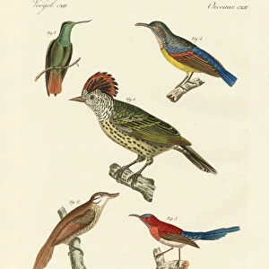 Ovenbirds Collection: Plain Xenops