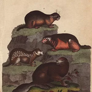 Sciuridae Greetings Card Collection: Bobak Marmot