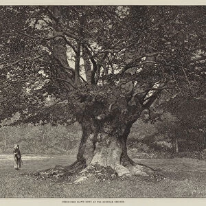 Beech-Tree blown down at the Burnham Beeches (engraving)