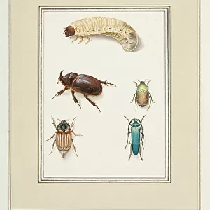 Beetles, c. 1755-65 (w/c on paper)
