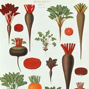 Beetroot, Tab X from the Album Benary, engraved by G. Severeyns, 1876