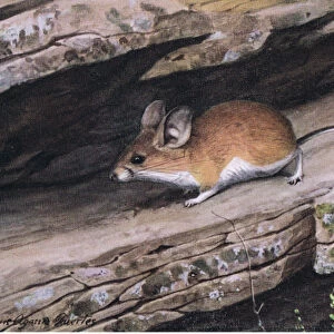 Big Eared Pinion Mouse represents the white footed clan in the rugged canyons of