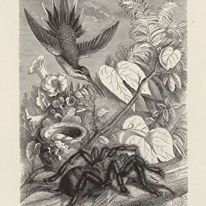 The Bird-eating Spider (Mygale avicularia) killing a Humming-bird (engraving)