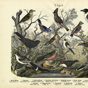 Butcherbirds Collection: Black Butcherbird
