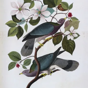 Pigeons Collection: Band Tailed Pigeon