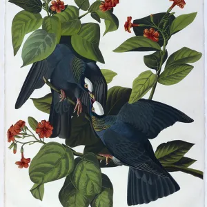 Pigeons Collection: White Crowned Pigeon