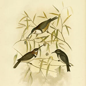 Honeyeaters Collection: Western Spinebill