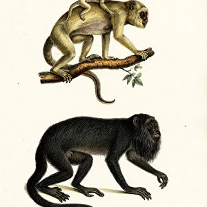 Black Howler Monkeys, 1824 (colour litho)