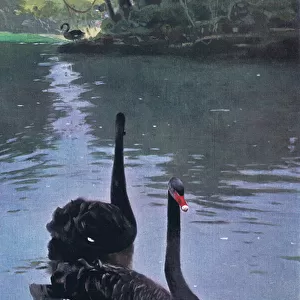 Black Swan, illustration from Wildlife of the World, c. 1910 (colour litho)