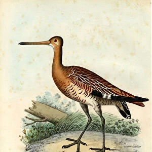 Black-Tailed Godwit, 1863-79 (colour litho)