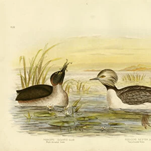 Grebes Collection: Hoary Headed Grebe