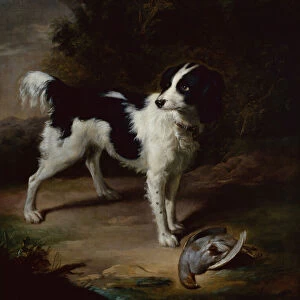 A Black and White Springer Spaniel with a Dead Partridge in a Landscape (oil)