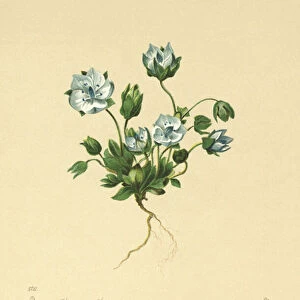 Blue Feltwort (Lomatogonium Carinthiacum) (colour litho)