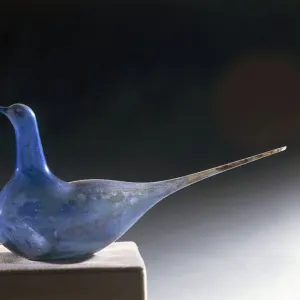 Pigeons Collection: Grey Imperial Pigeon
