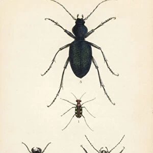 Beetles Collection: Spotted Blister Beetle
