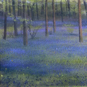 Bluebell Wood (pastel on paper)